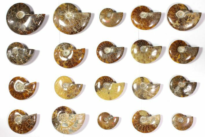 Lot: Polished Whole Ammonite Fossils - Pieces #116585